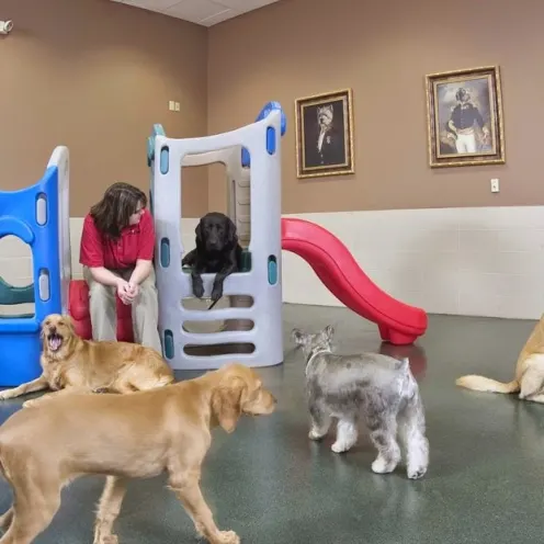 Employee sitting with dogs during dog daycare at elite suites pet resort heath